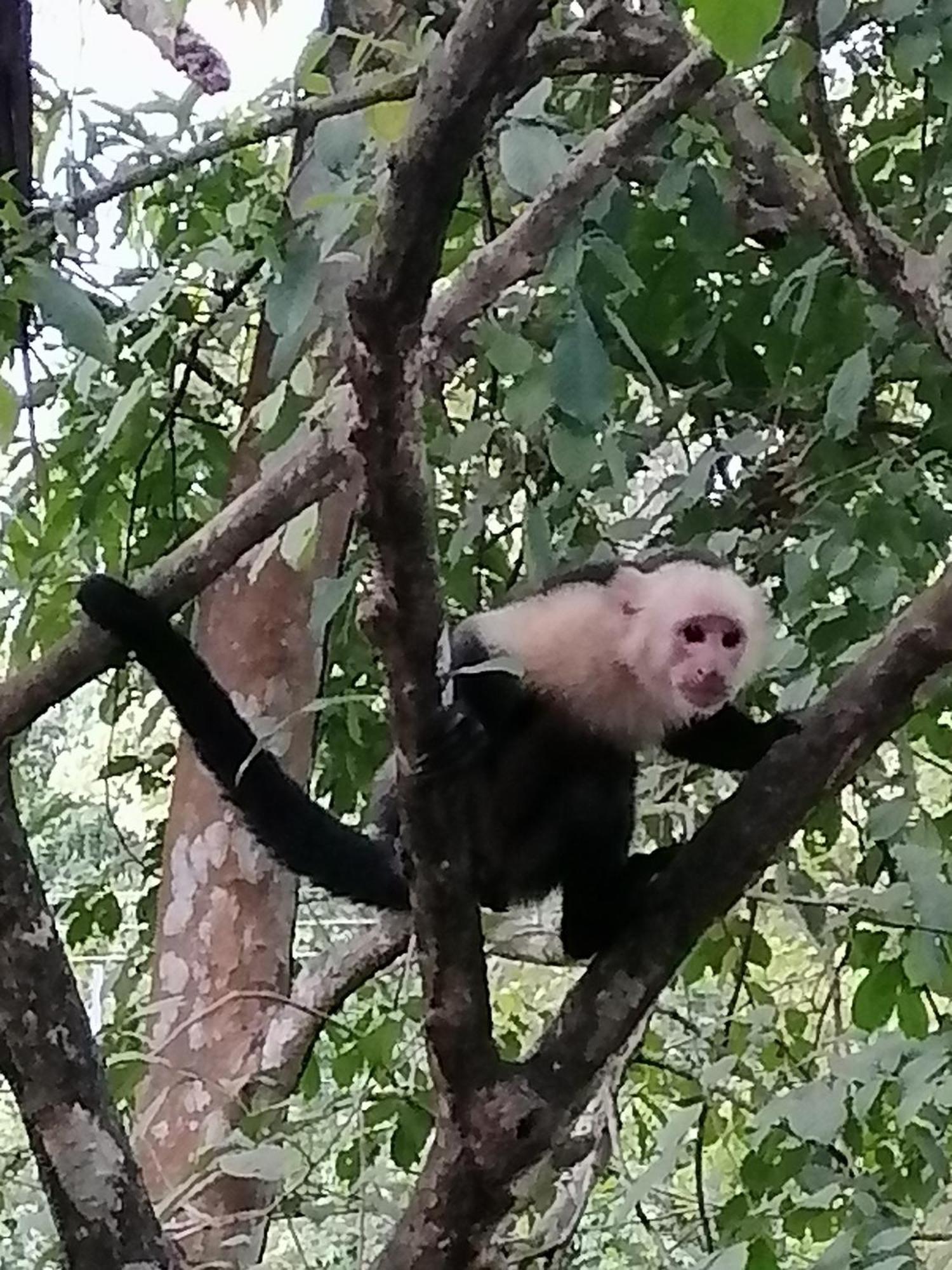 Garza Tigre Apartamentos Cobano Luaran gambar